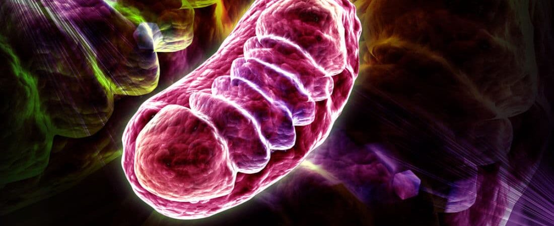 Unlocking the Power of Mitochondria: A Key to Weight Loss and Improved Metabolism